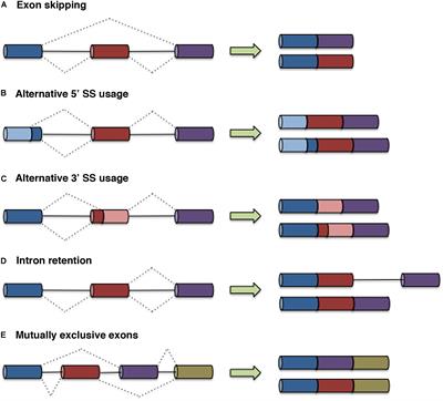 Innovative Therapeutic and Delivery Approaches Using Nanotechnology to Correct Splicing Defects Underlying Disease